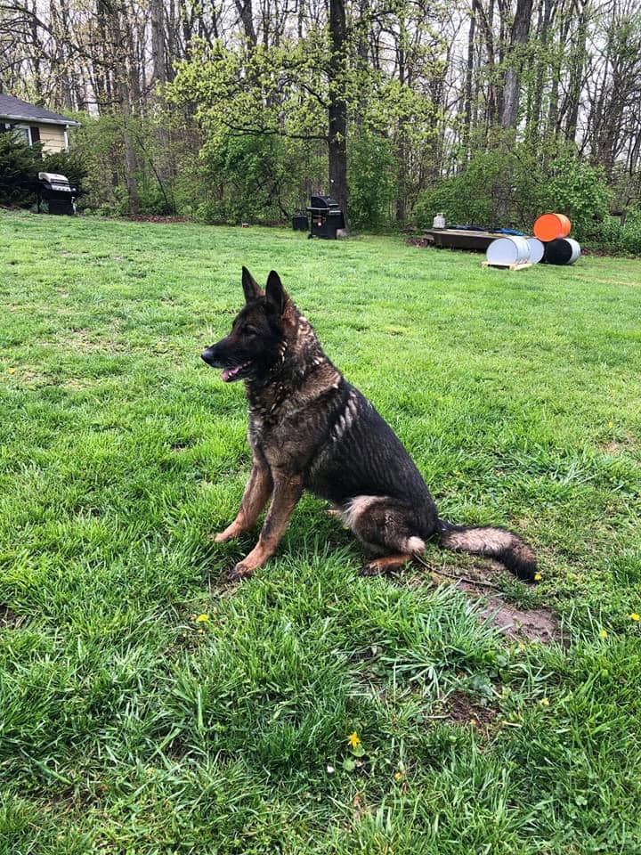 von der haus german shepherds