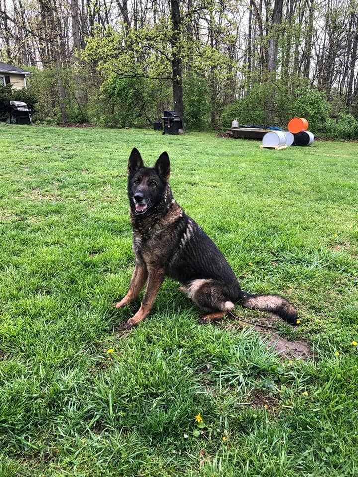 protection german shepherd puppies for sale